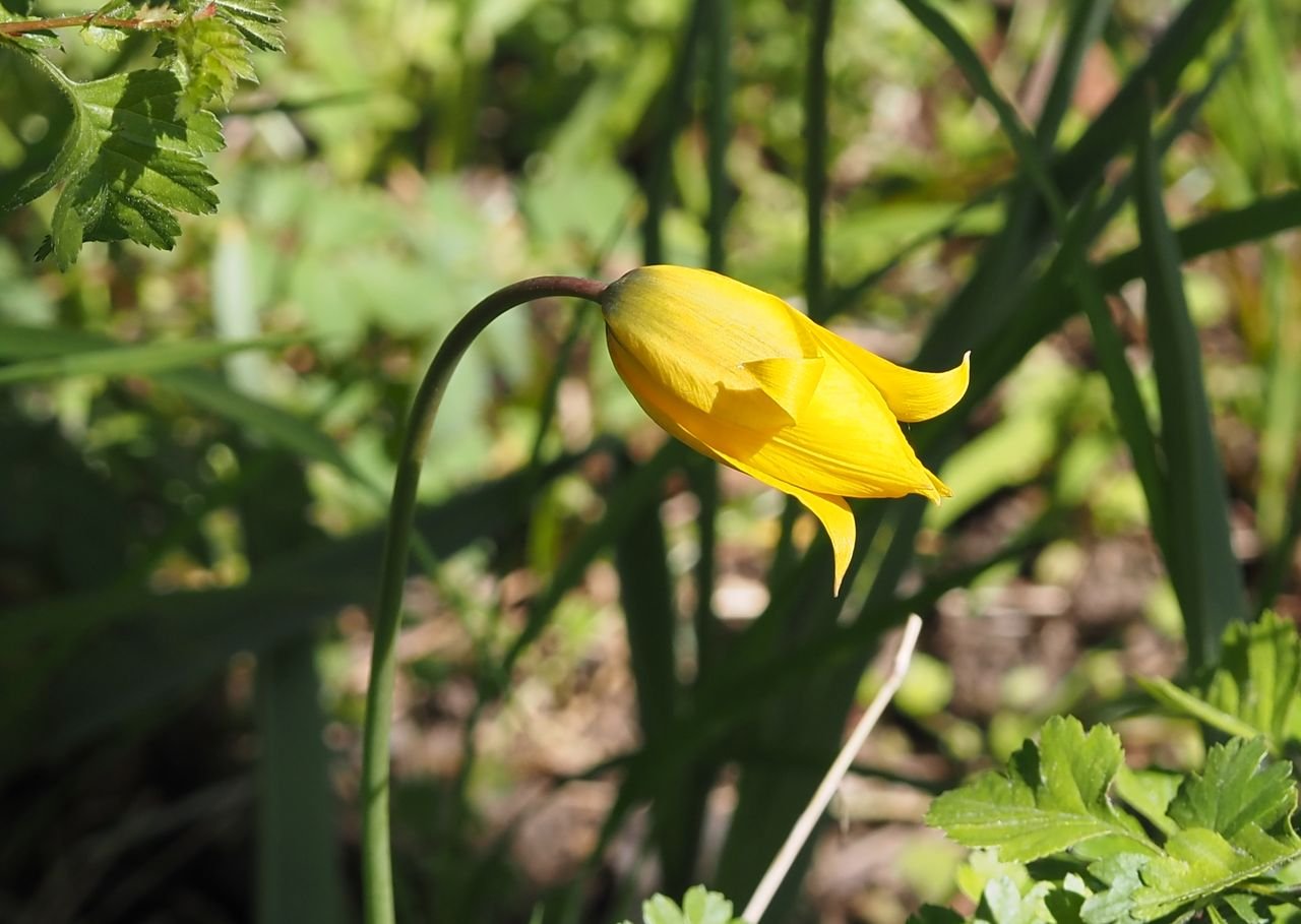 /Tulipán planý má ráno květ zavřený.