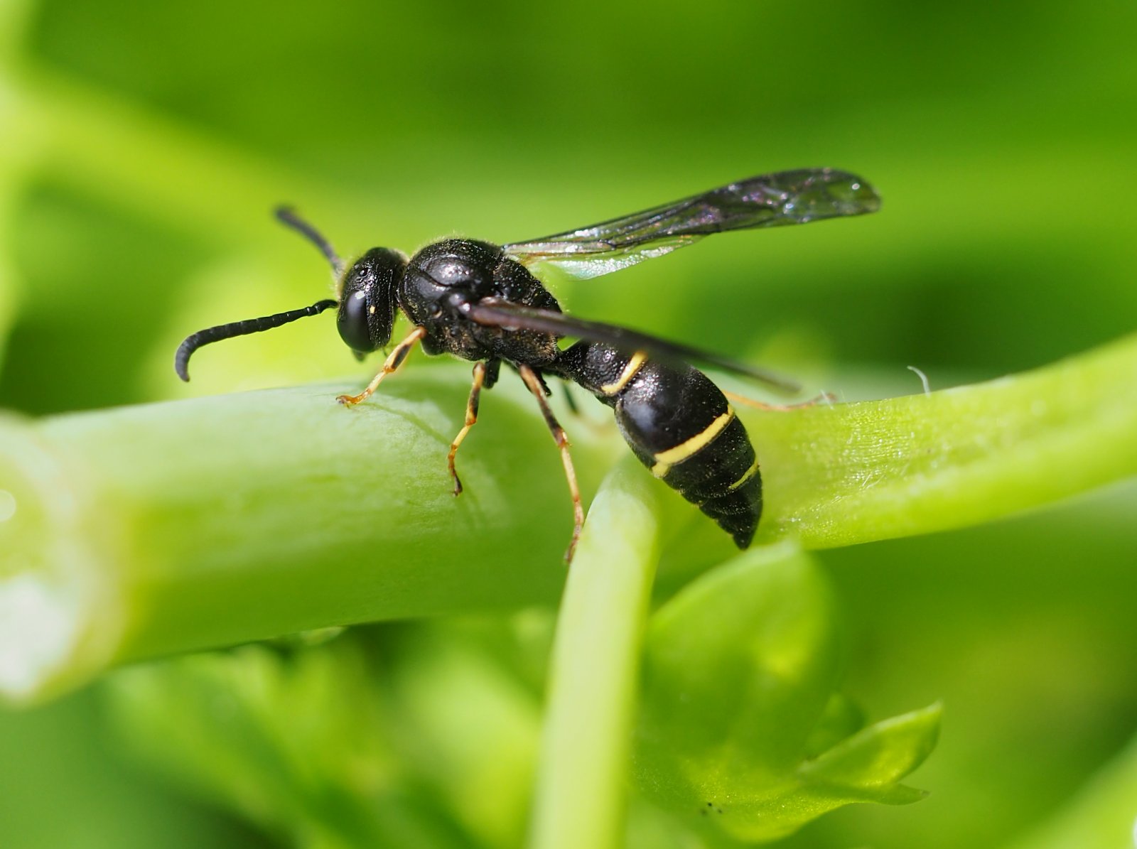 /Hrnčířka Symmorphus debilitatus v Dejvicích.