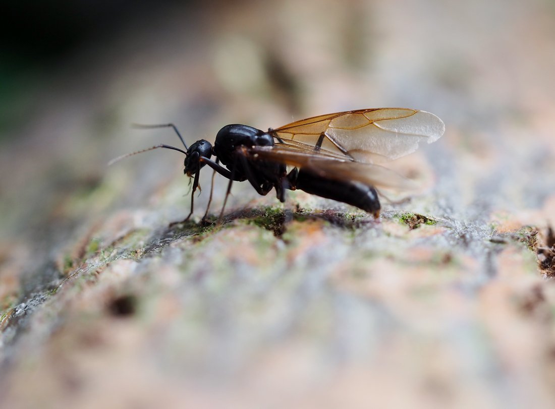 /Camponotus ligniperda, sameček. Je vidět křídelní žilnatina.