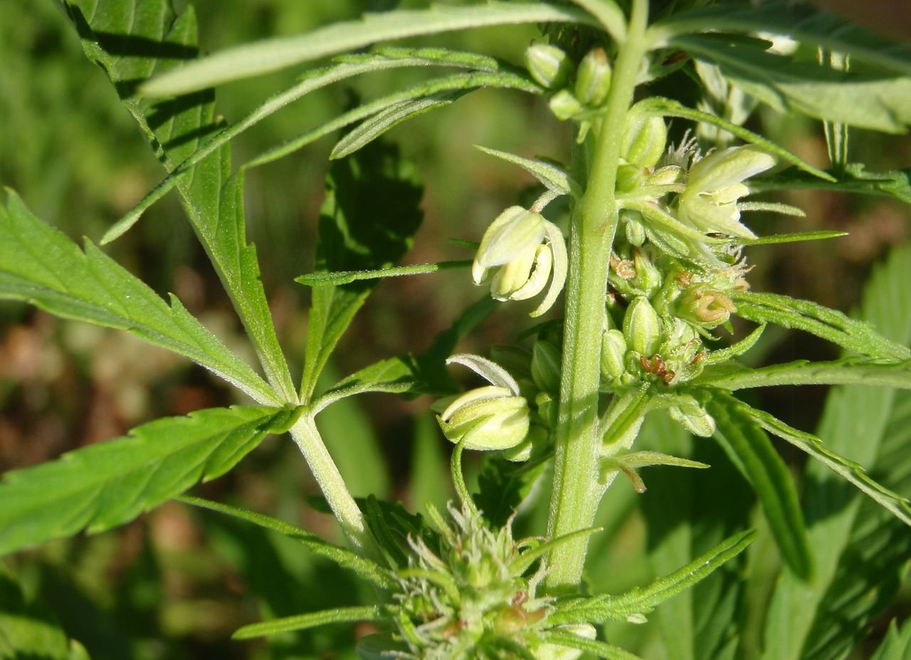 /Konopí seté, odrůda se samčími a samičími kvítky na lodyze vedle sebe.