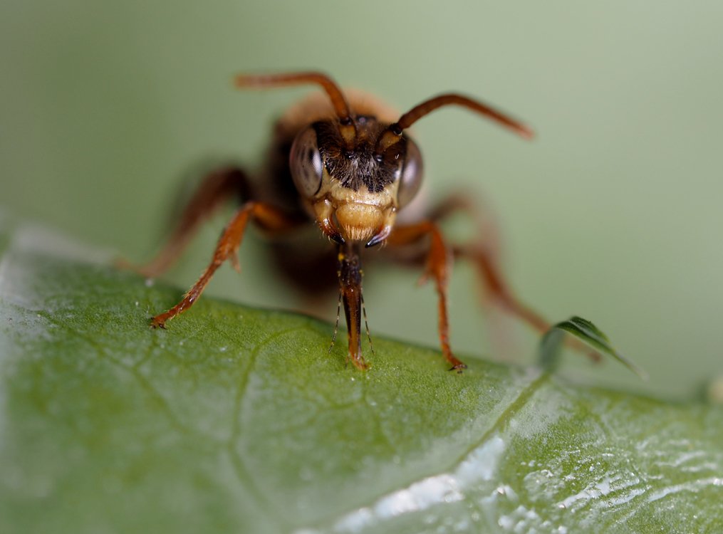 /Nomada striata, portrét samečka při sání medovice.