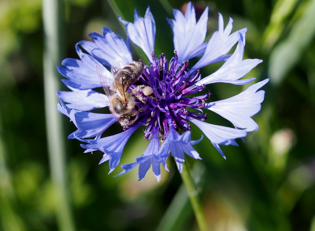 /Chrpa modrá, včela sbírá na květu nektar a světlý pyl.