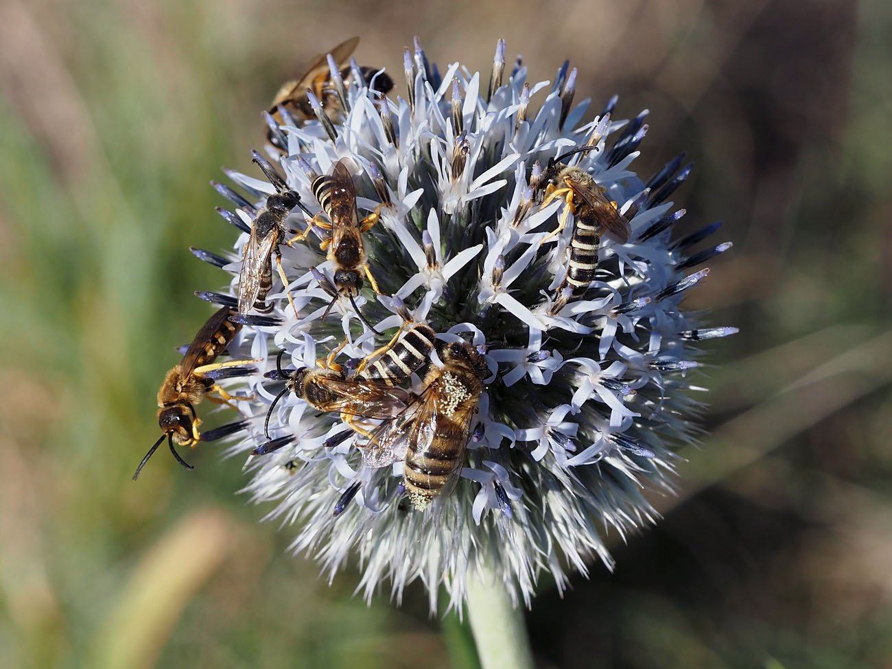 /Ploskočelka chrastavcová (Halictus scabiosae) - samečkové a dělnice včel medonosných na bělotrnu. /Ploskočelka chrastavcová (Halictus scabiosae) - samečkové a dělnice včel medonosných na bělotrnu.