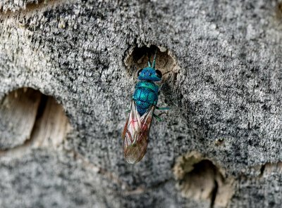 Drobné obyvatelky hmyzích hotýlků na zvětšených fotografiích.