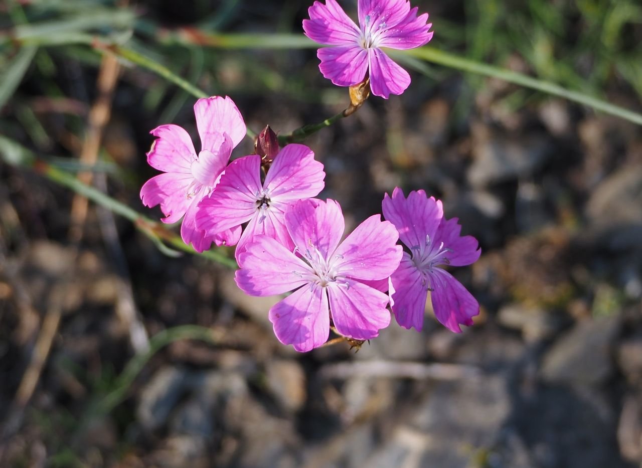 /Hvozdík kartouzek, květy detail.