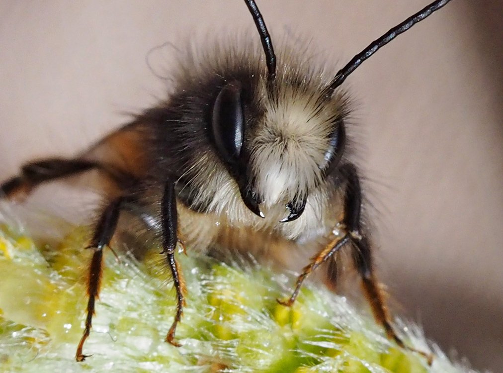 /Osmia cornuta, sameček kusadla.