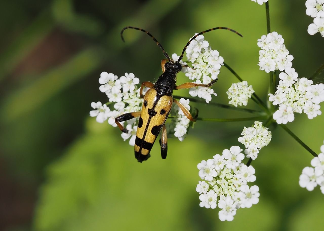 /Tesařík na krabilici mámivé.