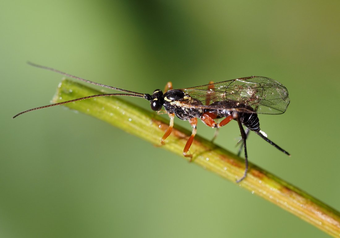 /Lumek rodu Phytodietus, samička s vajíčky na kladélku.