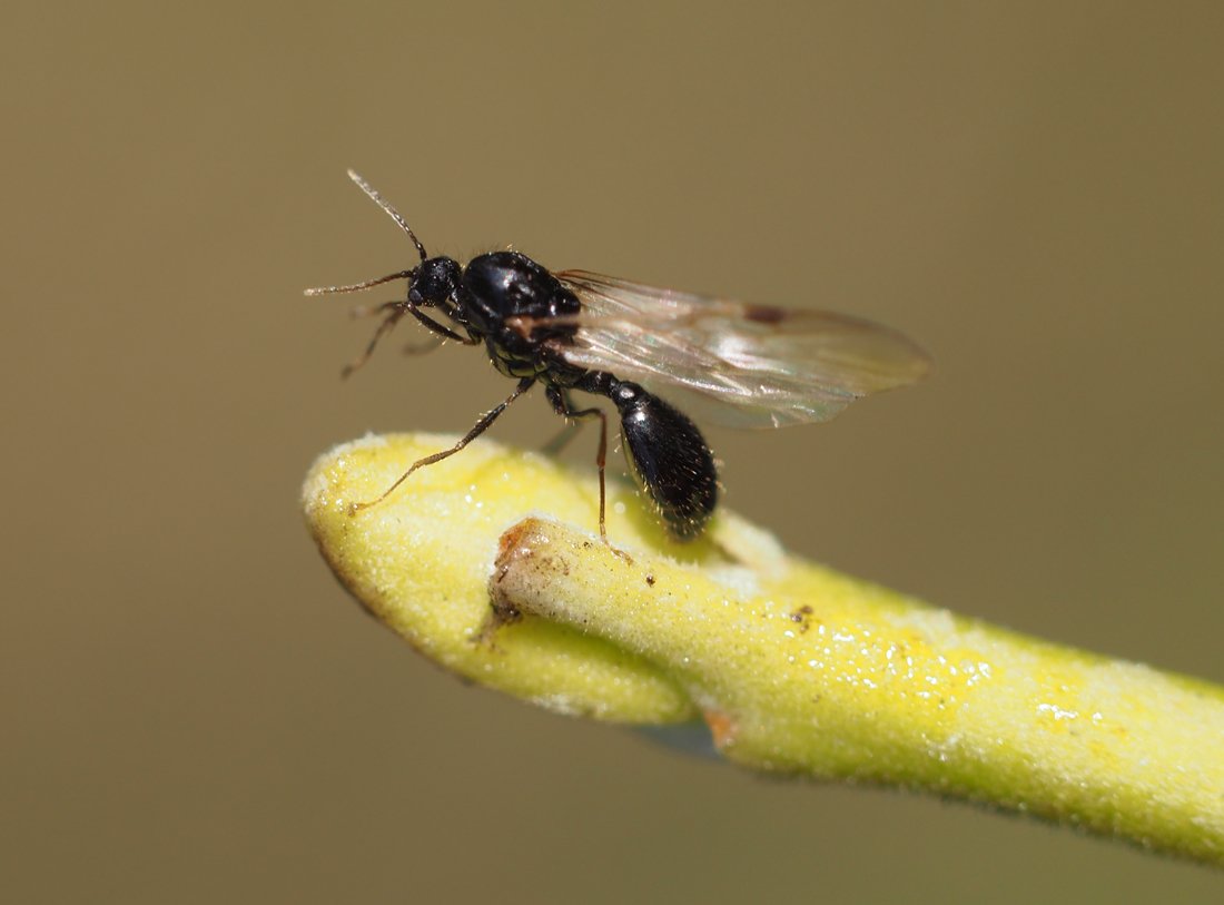 /Solenopsis fugax - sameček před odletem.