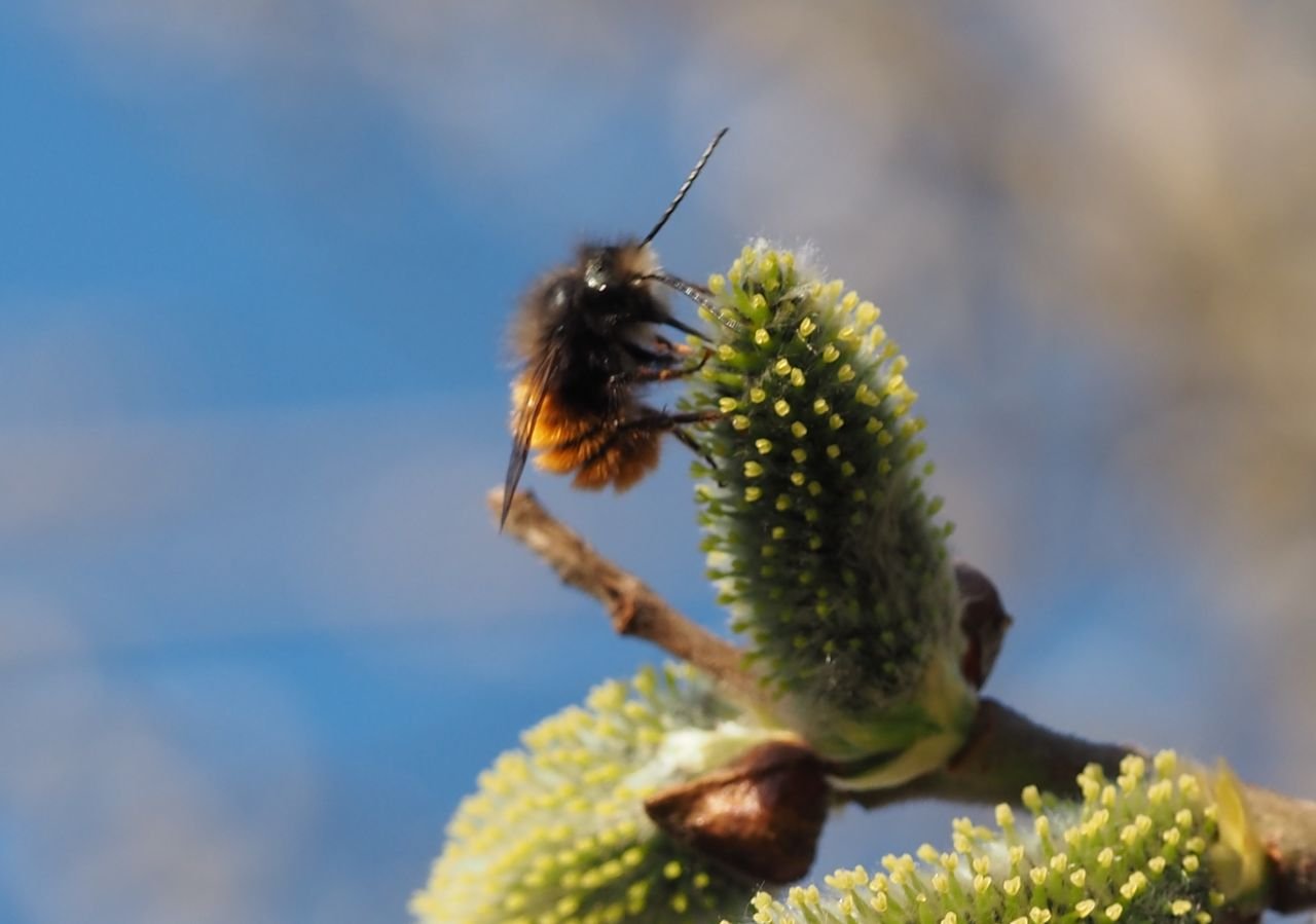 /Zednice rohatá, sameček saje nektar na jívových kočičkách.