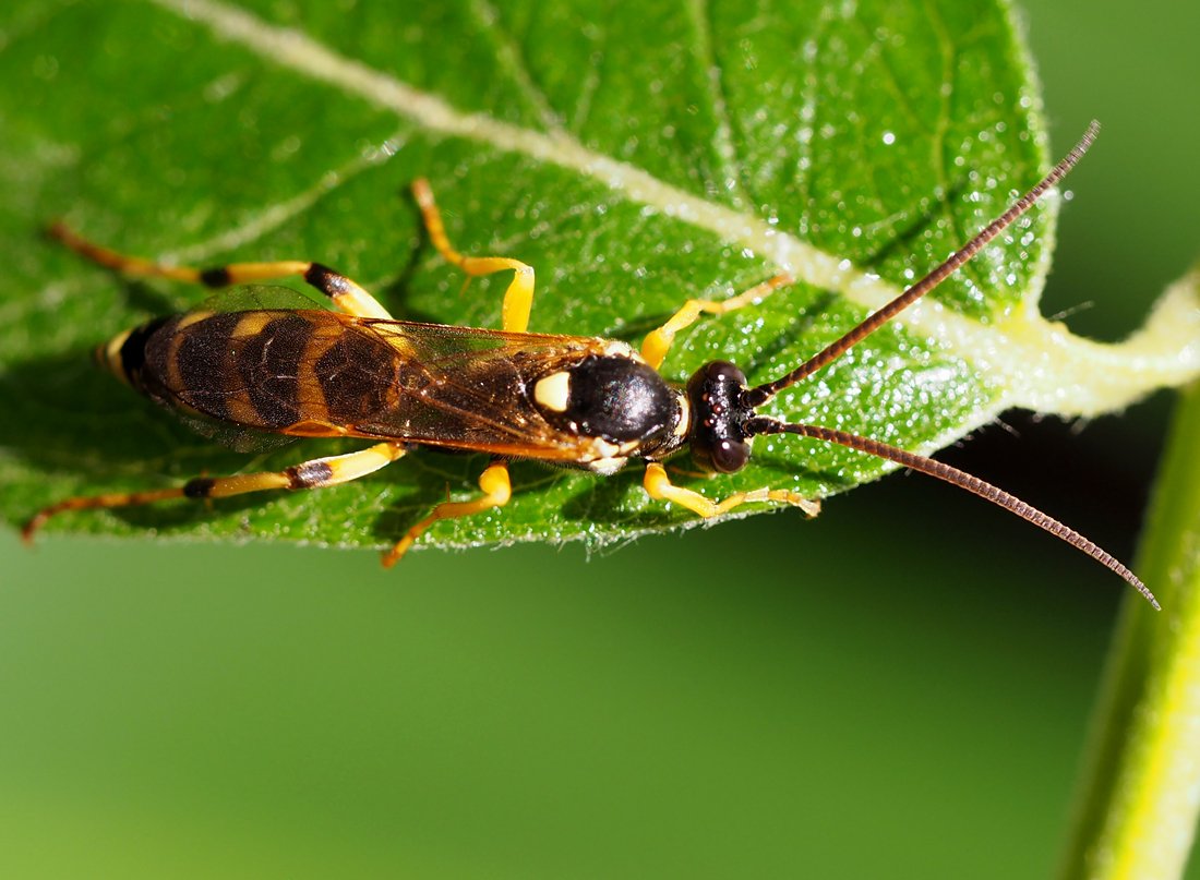 /Ichneumon sarcitorius, sameček foto shora.