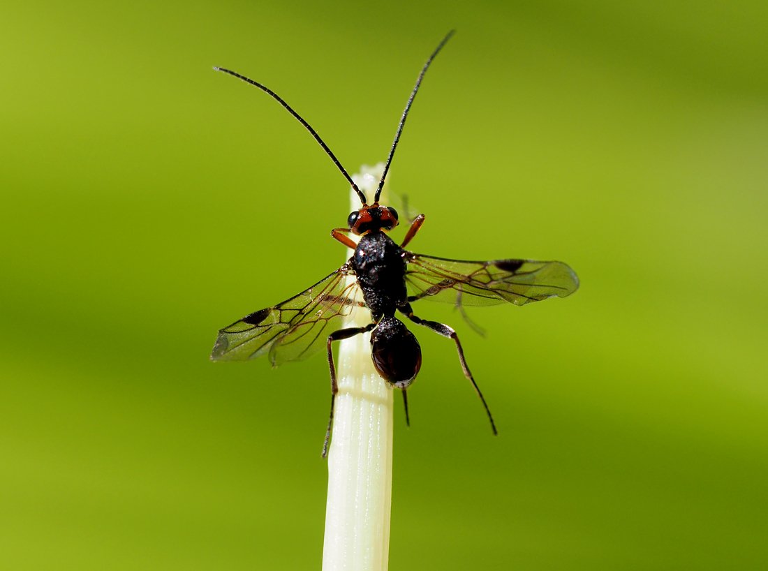 /Lumčík Dinocampus coccinellae, foto shora.