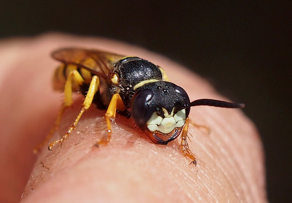 /Květolib včelí - fotografovaná hlava zepředu.