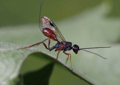 Srpuška podivná Srpuška podivná