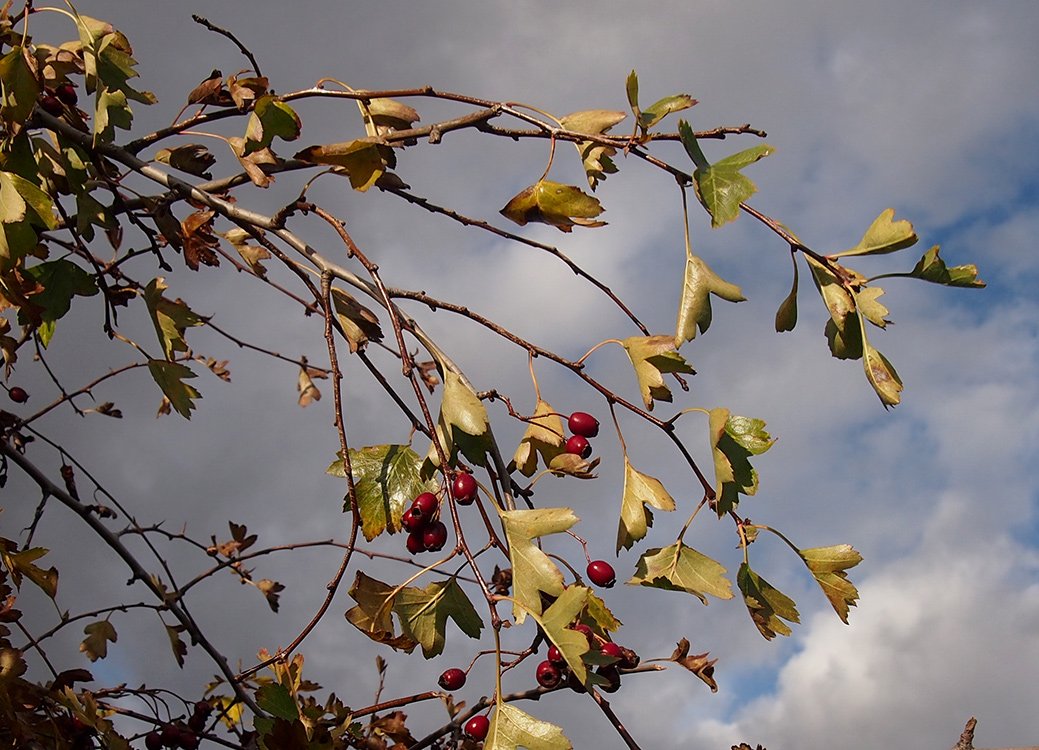 /Hloh, větev s listy a plody na podzim.