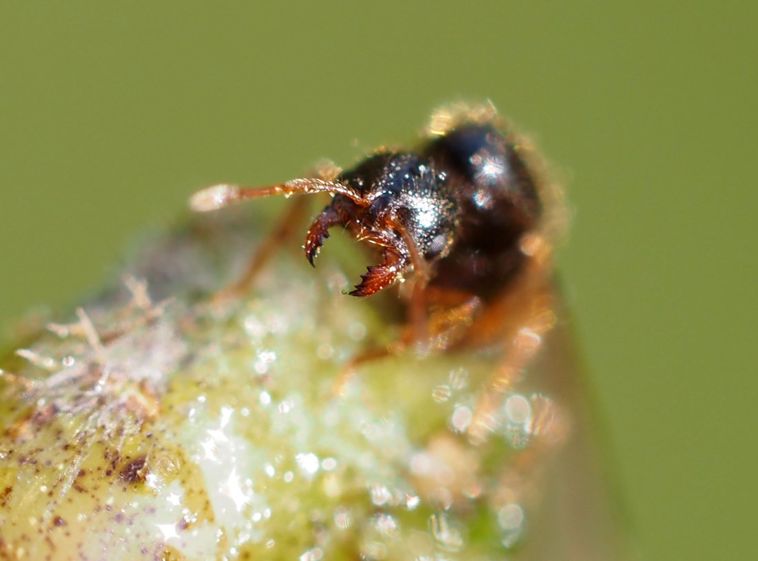 /Solenopsis fugax - rozevřená kusadla.