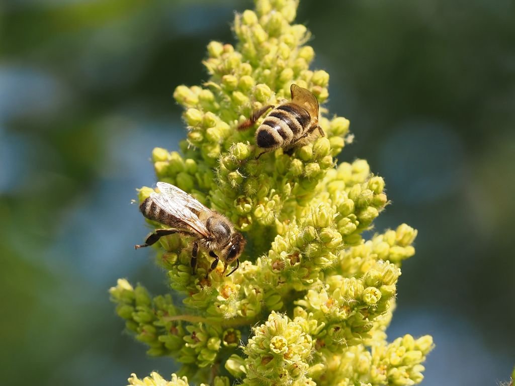 /Škumpa - včely sají nektar v květní latě.