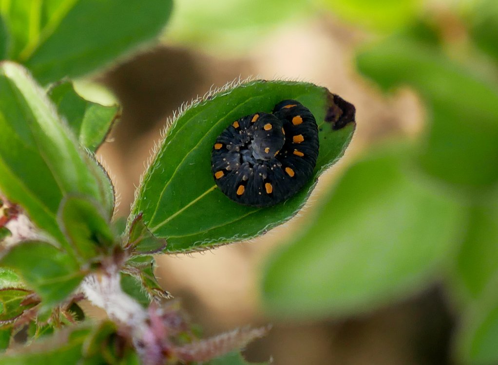 /Pilatka bazalková - larva