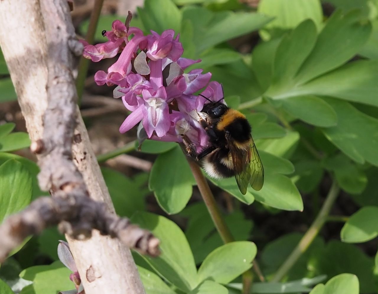/Čmelák zahradní saje nektar z kvítku dymnivky duté.