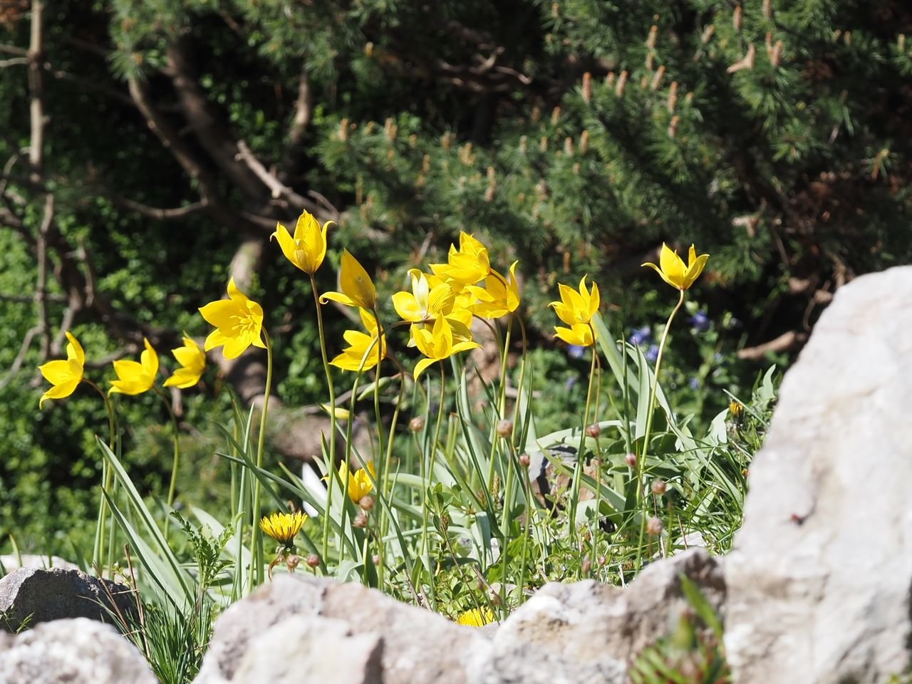 /Porost rozkvetlých tulipánů.