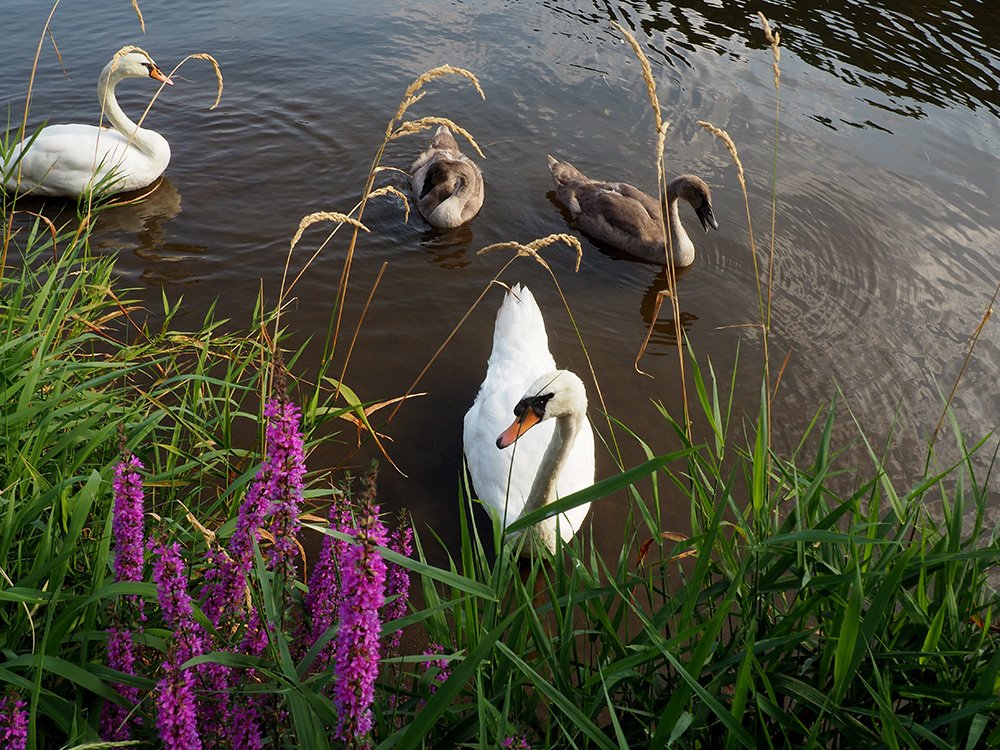 /Rodinka labutí na vltavském břehu vedle kvetoucího kypreje.