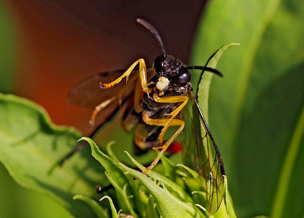 /Pilatka Macrophya rufipes, sameček, hlava s velkýma očima.