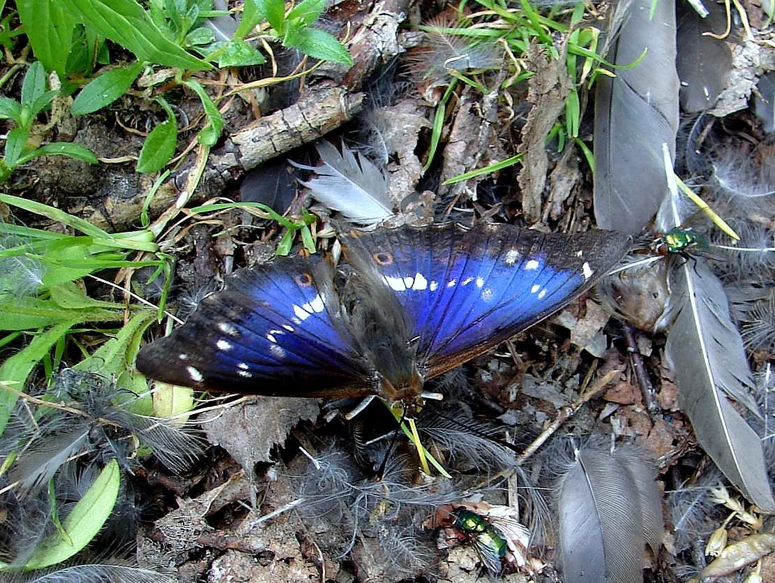 /Batolec duhový, sameček, křídla odráží modrofialové světlo.