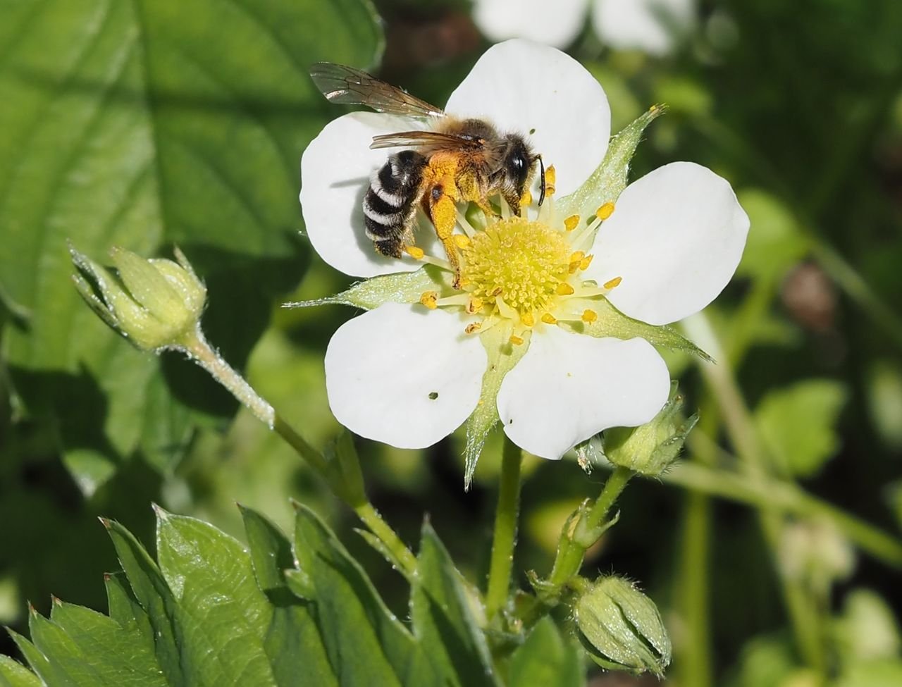 /Andrena gravida opyluje zahradní jahody. /Andrena gravida opyluje zahradní jahody.