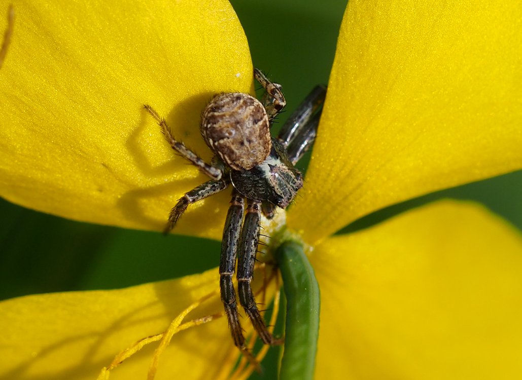 /Pavouk běžník rodu Xysticus, sameček.