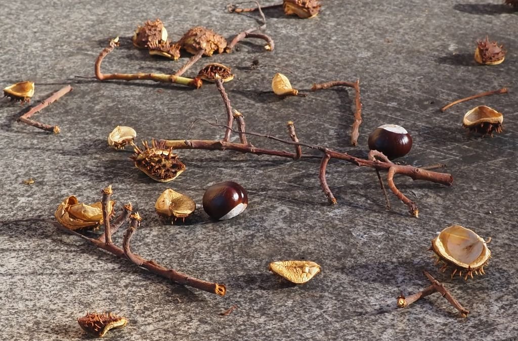 /Zralé kaštany padají na zem.