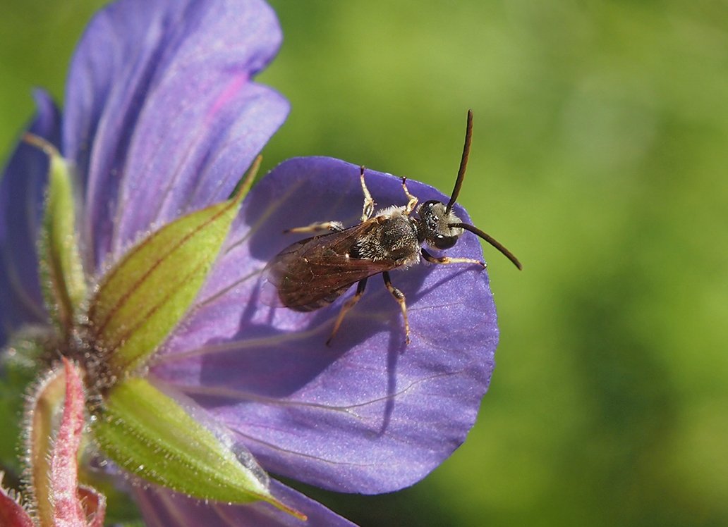 /Ploskočelka sametová, sameček fotografovaný zepředu.