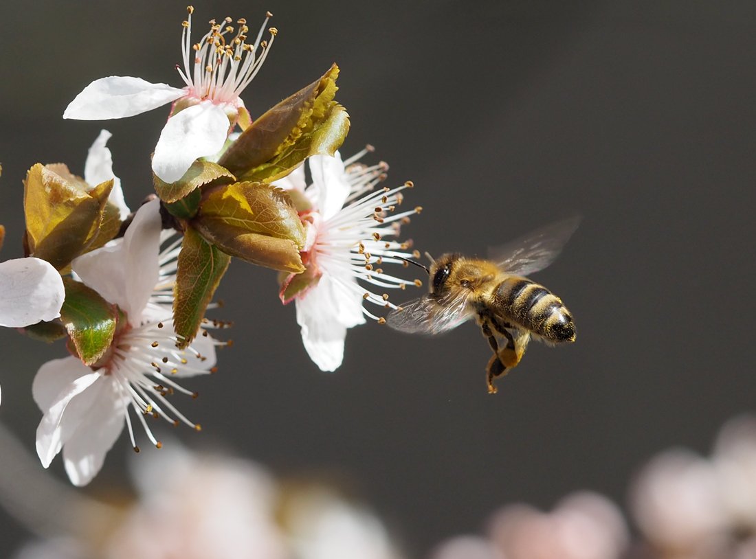 /Včela medonosná za letu před květy slivoně.