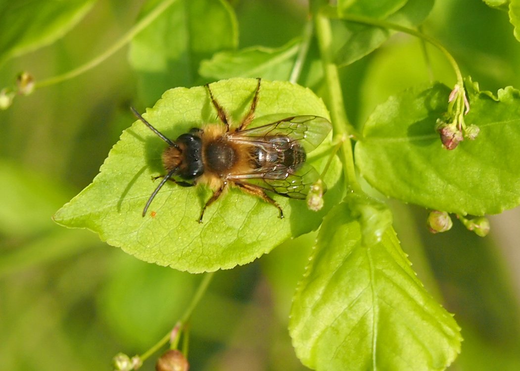 /Pískorypka černolesklá, fotografie shora.