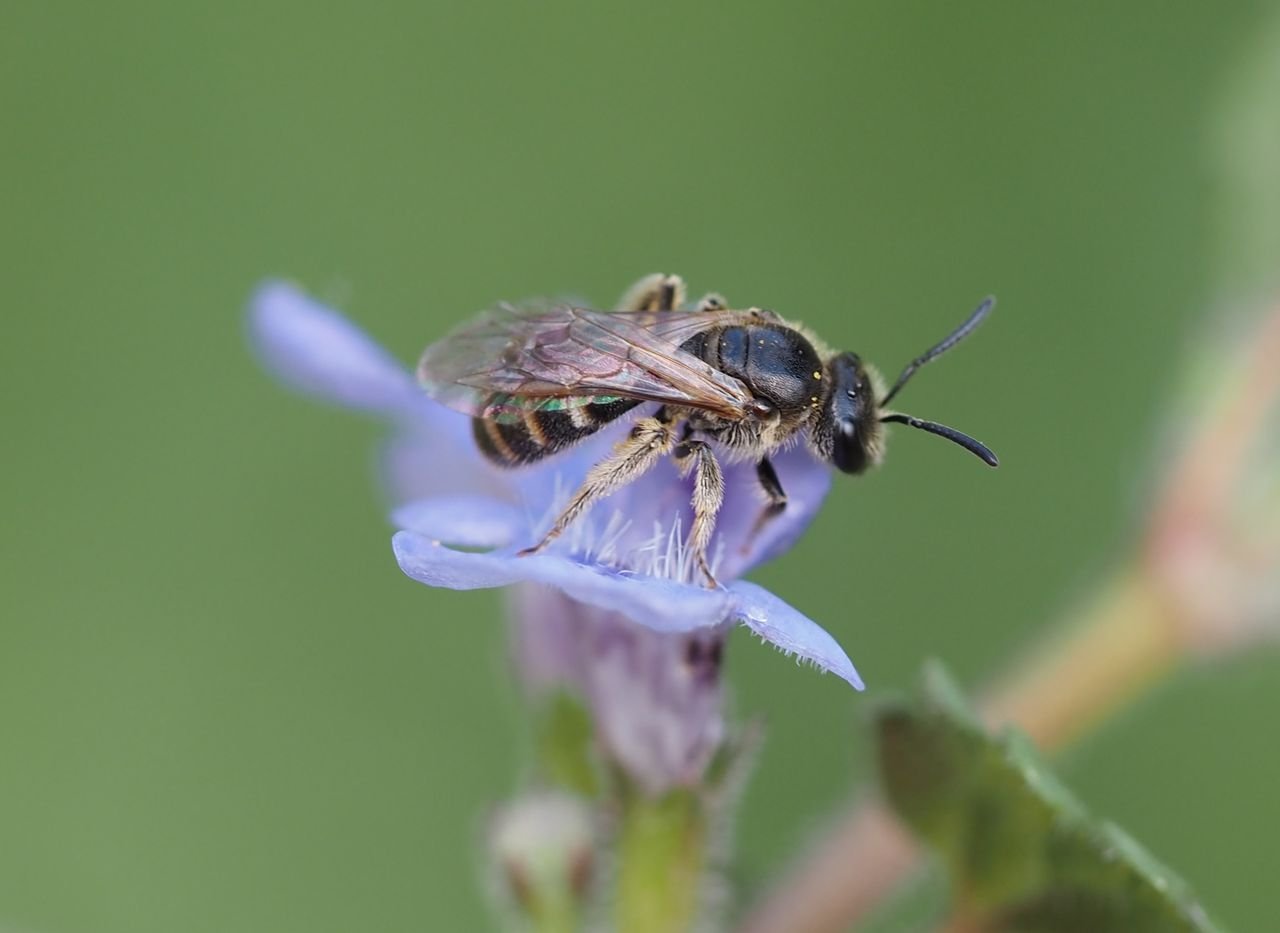 /Lasioglossum laticeps, samička. /Lasioglossum laticeps, samička.