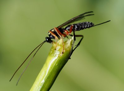 Lumci - podčeleď Tryphoninae