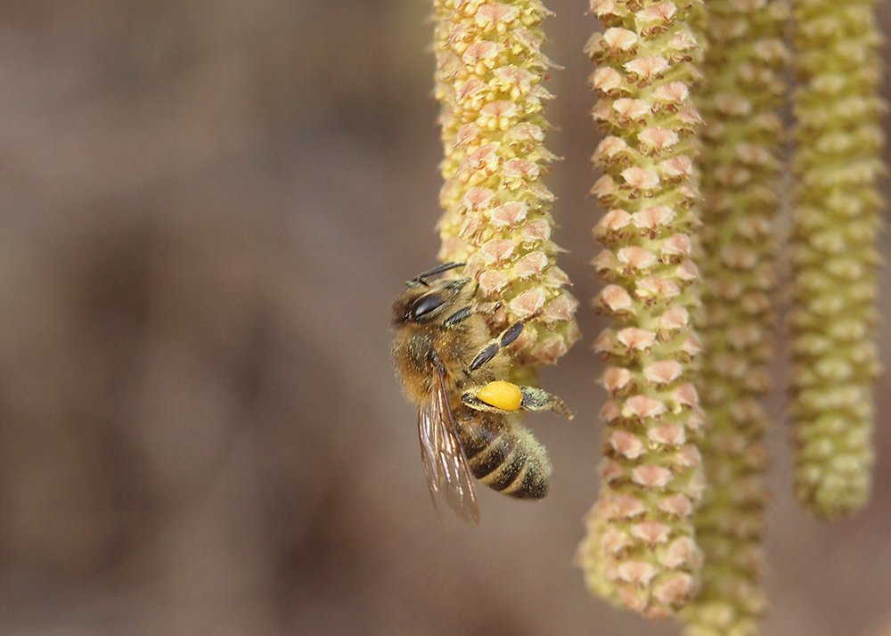 /Včela sbírá pyl na lískové jehnědě.