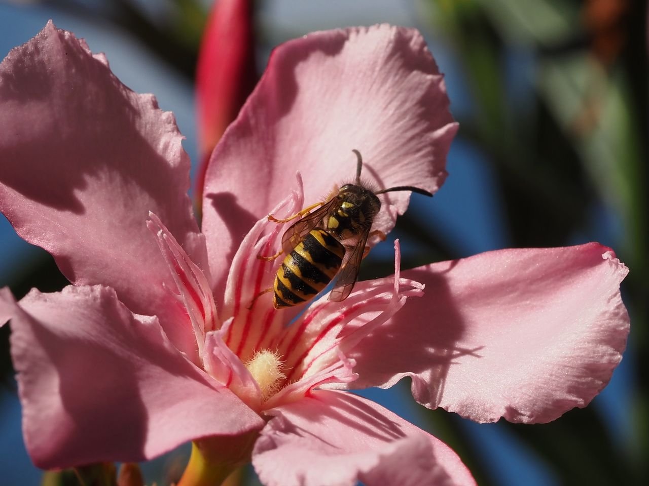 /Oleandr - květ a vosa na odletu.