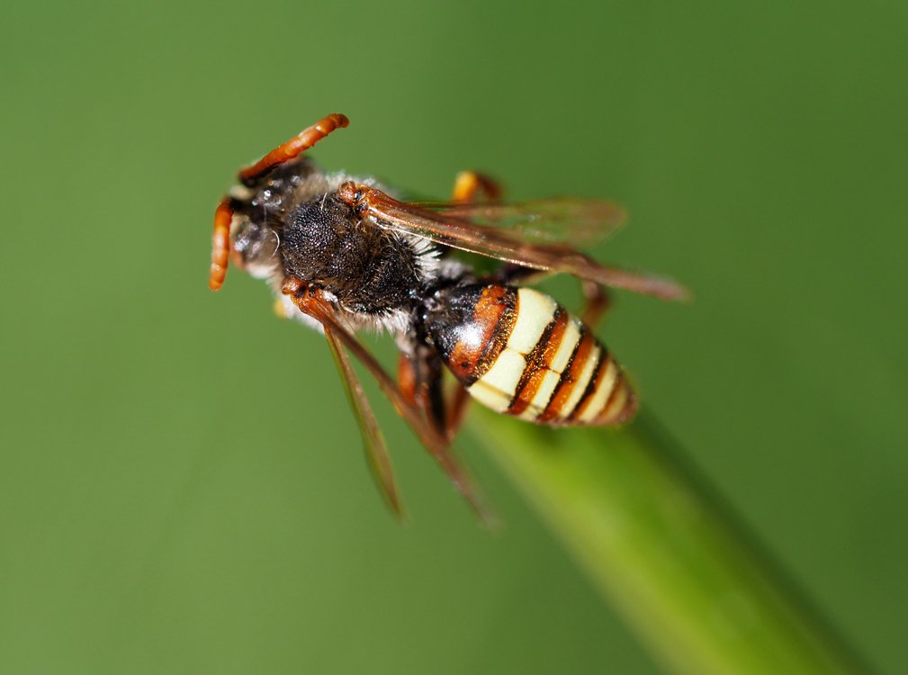 /Nomada flava, zadeček samce.