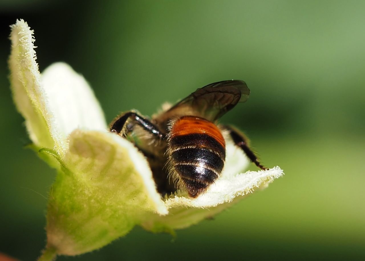 /Andrena florea - zadeček samečka.