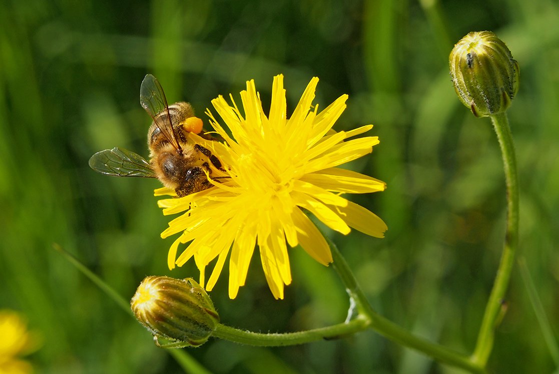 /Škarda a včela medonosná s pylovou rouskou.