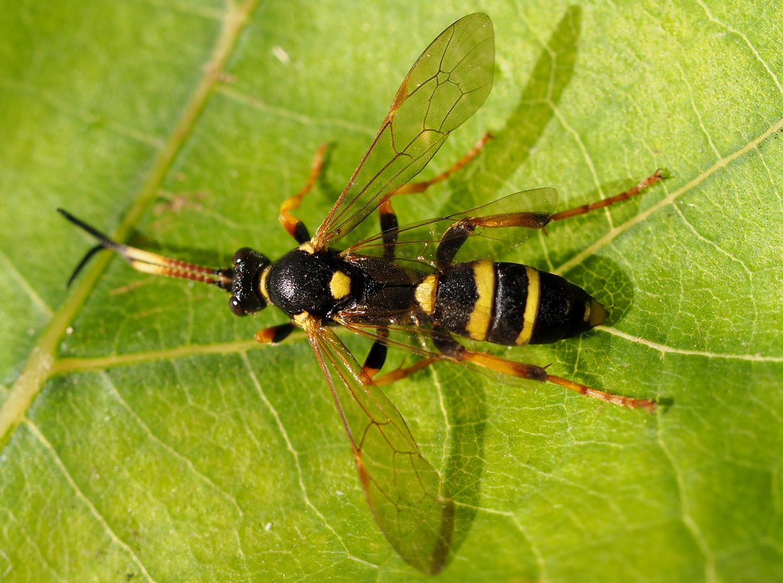 /Ichneumon xanthorius, samička.