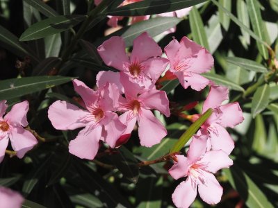 Oleandr obecný Oleandr obecný