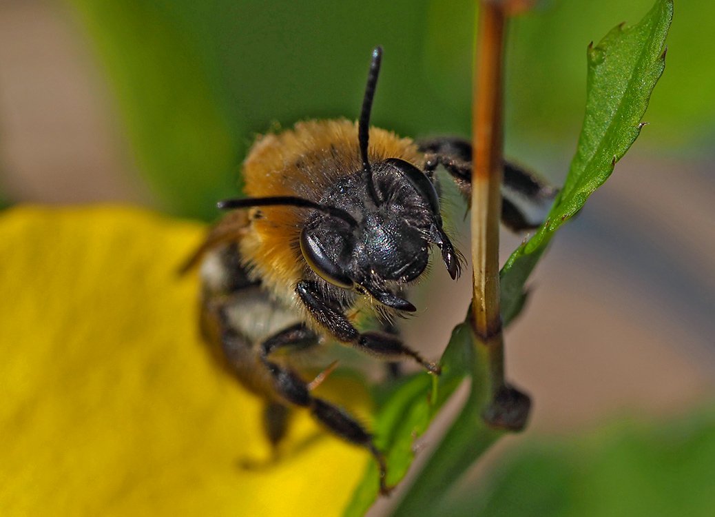 /Andrena nitida, portrét ve větším zvětšení.