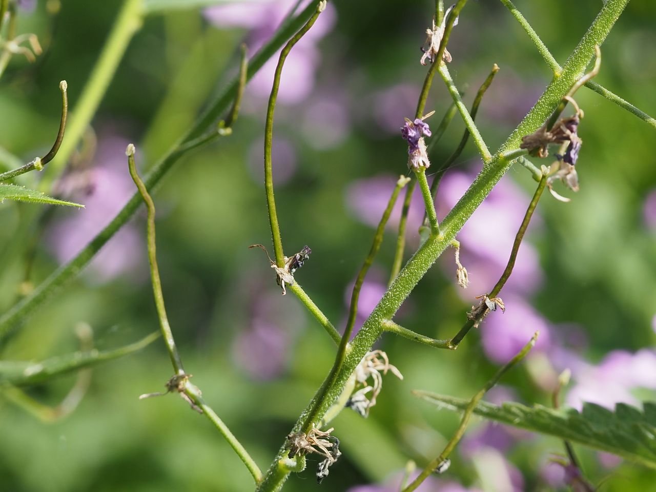 /Večernice vonná, nedozrálé plody.
