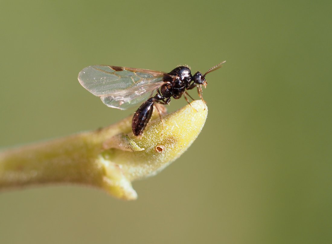 /Solenopsis fugax - zobrazené připojení zadečku k hrudi.