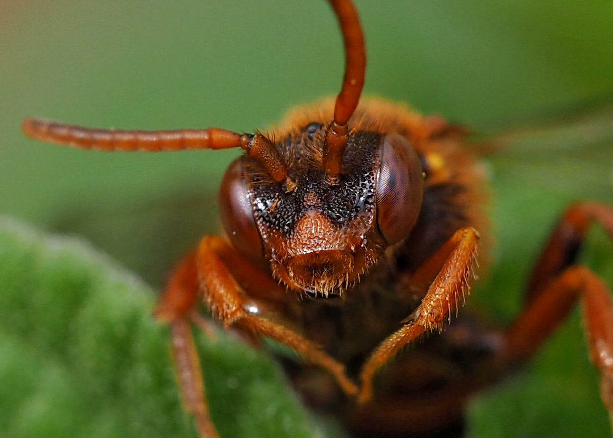 /Nomada ryšavá, detailní portrét.