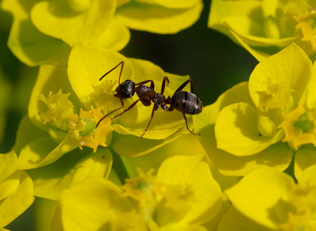 /Pryšec s mravencem na květu.