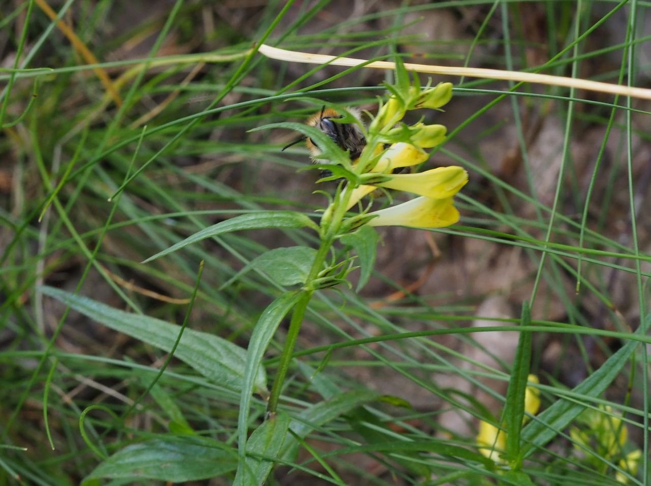 /Černýš luční a čmelák vzadu za květem.