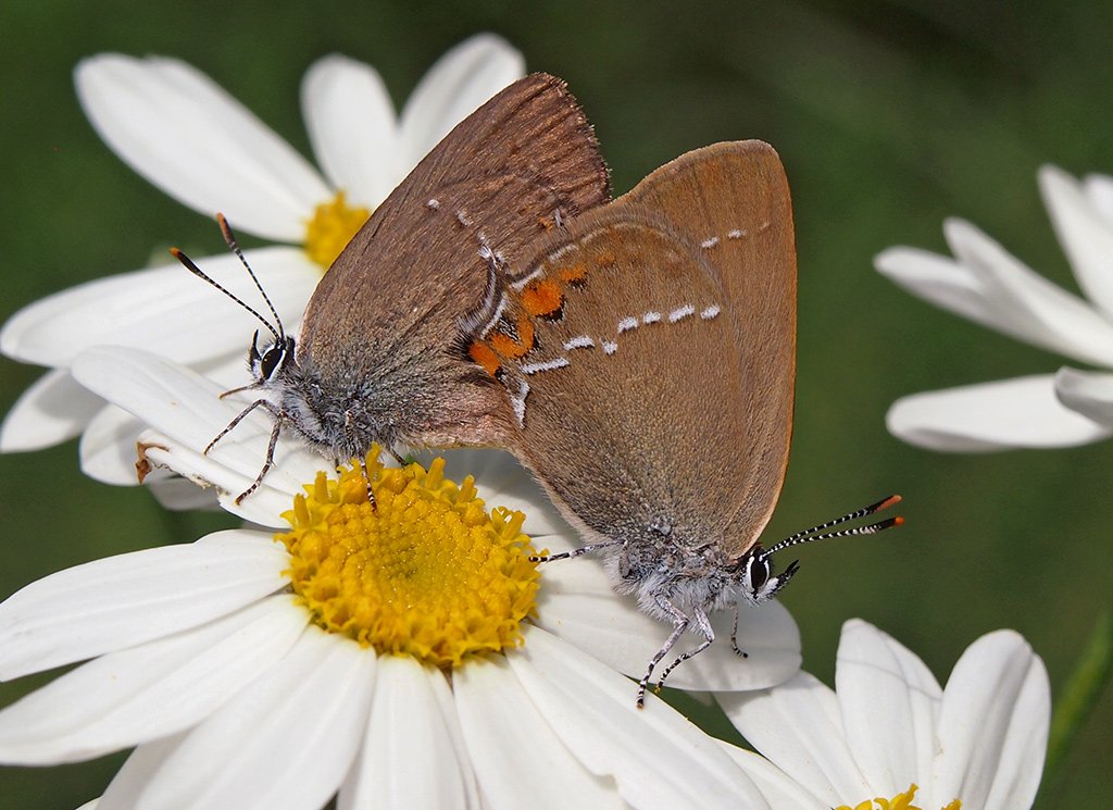 /Motýli ostruháčci, sameček a samička.