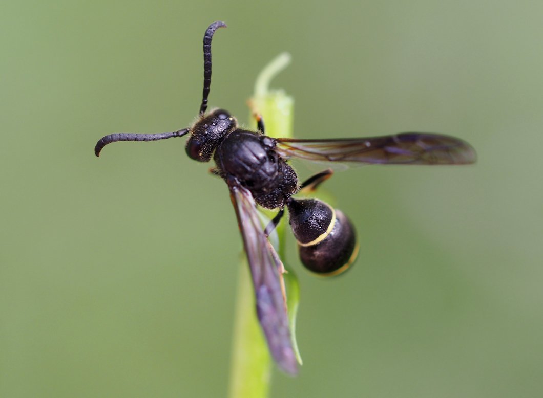 /Symmorphus debilitatus, zobrazená jednoduchá očka na hlavě.